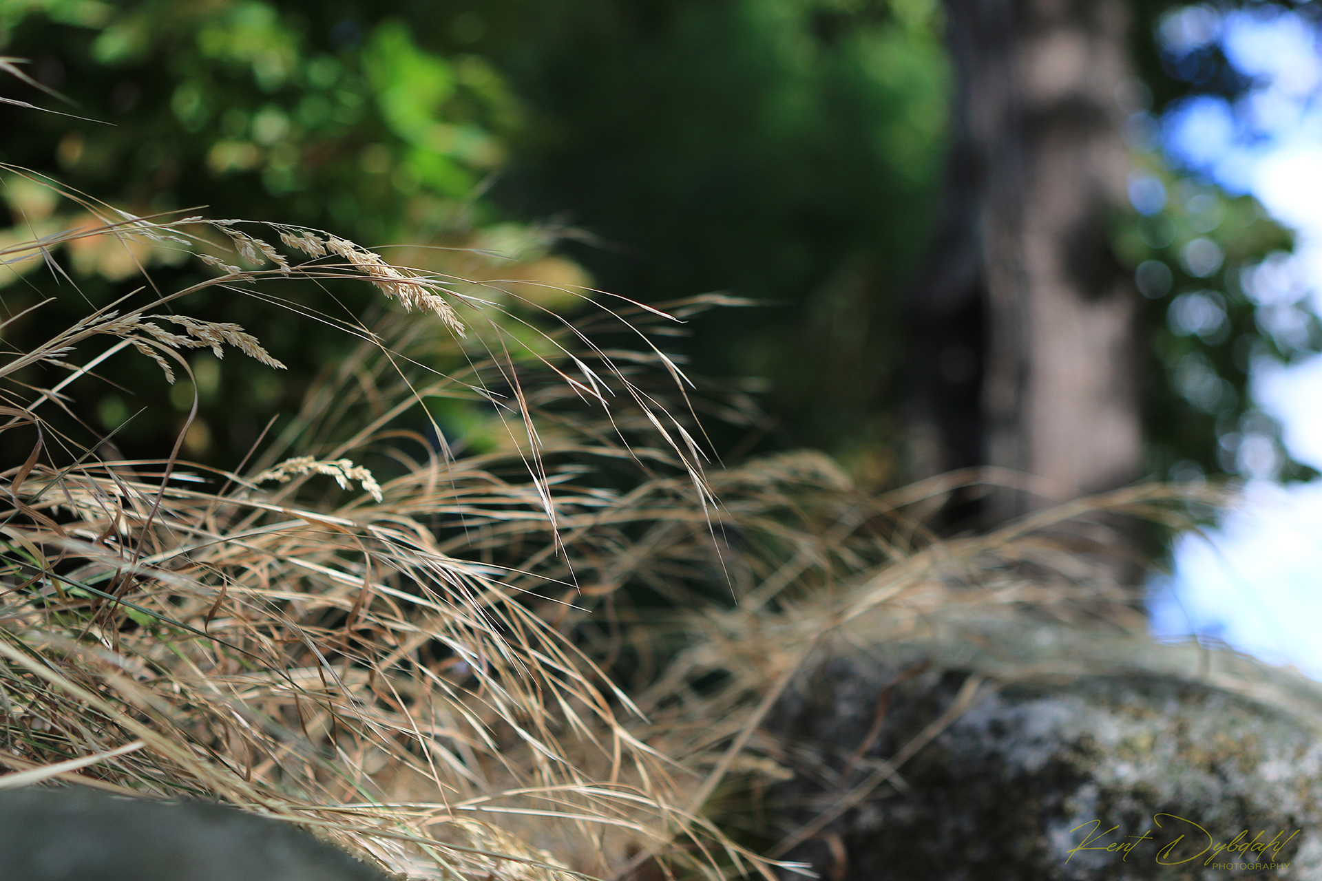 © Fotos Natur dybdahls.dk.10
